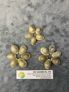 Producto de concha marina natural de concha de cauri dorada pulida de alta calidad de Vietnam con precio competitivo para animales al por mayor - Product Image 5