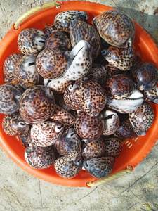 Conchas de cauri de tigre grandes naturales Fuente de Vietnam Conchas marinas limpias con brillo de nácar - Product Image 3