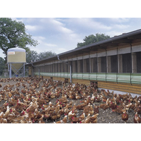 Bâtiment d'élevage de poulets en acier, poulailler avec le prix le plus bas
