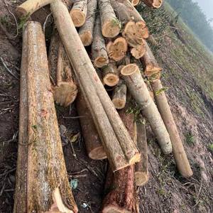 Piles en bois d'eucalyptus de haute qualité bois de santal parfumé pour un usage religieux - Product Image 5