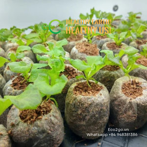 Fabricant de granulés de tourbe de coco pour les semences de départ de granulés de coco de haute qualité du Vietnam - Product Image 4