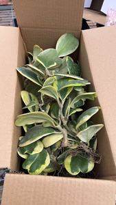 <span class=keywords><strong>Pianta</strong></span> <span class=keywords><strong>Succulenta</strong></span> Hoya Kerrii Variegata a Forma di Cuore in Vaso da 9cm per Decorazione d'Interni - Product Image 5
