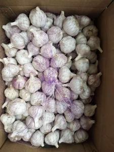 Ail NORMAL LY SON, nouvelle saison, petit prix, blanc, vente en gros, fabriqué au Vietnam - Product Image 2