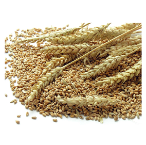 Proveedor de Granos de Trigo Orgánico al Mejor Precio al por Mayor, Envío Rápido - Product Image 4