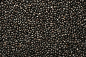 Urad Negro Premium, Vigna Mungo, Grado Alimenticio, Limpio, Clasificado, Tamaño Uniforme, Baja Humedad, Calidad Pura Garantizada, Legumbres Naturales - Product Image 2