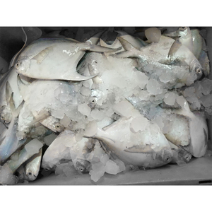 Poisson Pomfret blanc France à vendre en vrac IQF poisson Pomfret en <span class=keywords><strong>argent</strong></span> chinois congelé 300-400gr - Product Image 6