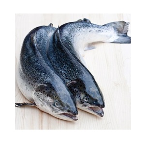 ปลาแซลมอนแช่แข็งทั้งตัวคุณภาพดีเยี่ยมสำหรับการส่งออกจากยุโรป - Product Image 6