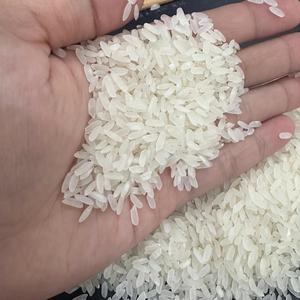 Disponible en stock Organique Calrose Grain moyen Calrose Riz Riz Arroz Rise Riso à prix de gros/ANNA DO VILACONIC - Product Image 1