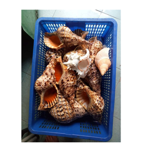 Coquilles de trompette naturelles pour la conception d'aquarium, l'art côtier intérieur, les décorations de style plage et les cadeaux sur le thème de l'océan - Product Image 3