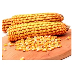 ข้าวโพดขาวและข้าวโพดเหลืองคุณภาพสูงสำหรับขาย ข้าวโพดสดใหม่จากการเก็บเกี่ยว ไม่ใช่พืช GMO สำหรับการส่งออกและคำสั่งซื้อจำนวนมาก - Product Image 3