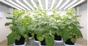 Chambre de croissance des plantes de qualité supérieure modèle d'intensité lumineuse élevée fournitures de sciences médicales de laboratoire - Product Image 3