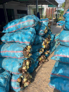 ชิ้นส่วนปอกเปลือกรากเผือกแช่แข็ง Iqf แบบพรีเมี่ยมแหล่งกำเนิดสินค้าจำนวนมากจากเวียดนาม - Product Image 6