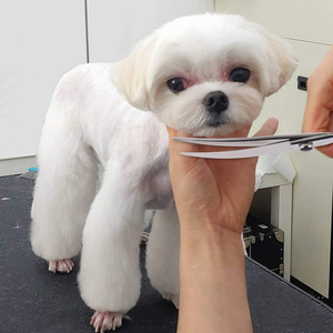 Ciseaux de toilettage pour animaux de compagnie à poignée enduite noire Ciseaux de coupe de poils d'animaux à finition miroir en acier inoxydable avec vis réglable - Product Image 6