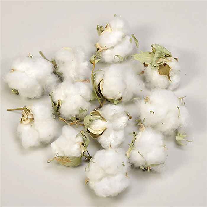 Best Price 100% Pure Organic Kapok Eco-Friendly Fast Delivery Wholesale in Stock for Spinning & Filling Material Buy Now!
