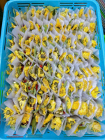 Sachets de thé aux herbes