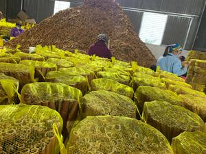 Cigarrillo partido roto Canela entera Cassia Picante caliente de Vietnam - Product Image 5