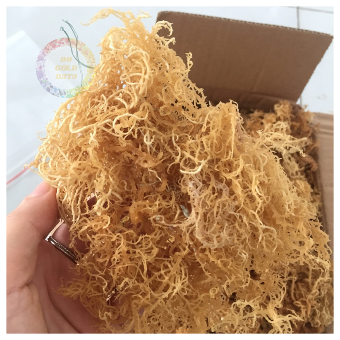 Coastal-Farmed Cotonii Seaweed - Ethically Harvested for Culinary and Cosmetic Uses