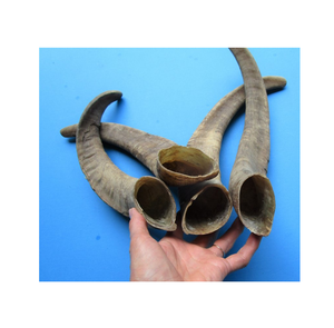 Cuerno de oveja de OAT de tamaño pequeño, gran cantidad disponible, embalaje personalizado y pieza larga natural a la venta - Product Image 2