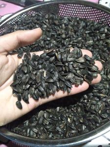Supplier of <b>Sunflower</b> Seeds <b>Kernels</b> Online in Bulk or Small Size From 500g up to 50kg in EU. Buy Online at Wholesale Prices. - Product Image 4