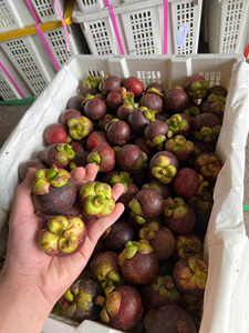Mangoustan frais de haute qualité, Vietnam, fruit tropical premium, export - Product Image 5