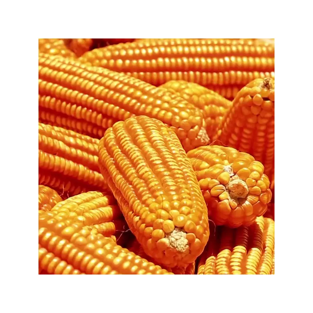 トウモロコシトウモロコシ100% 天然乾燥種子プレミアム品質の主要輸出業者卸売価格で購入