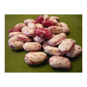 Cranberry beans sugar pinto beans for sale Preço de Atacado Premium Pinto Beans