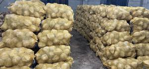 Noix de coco mature semi-décortiquée à l'exportation directe avec eau douce et rafraîchissante, bonne pour la cuisson, le mélange et la transformation des boissons - Product Image 6