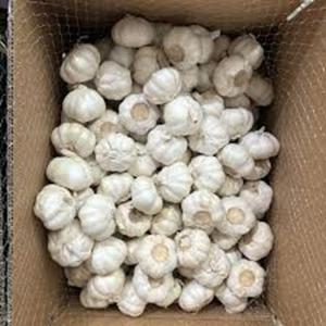 Firmness, and Purity Grade <b>Fresh</b> <b>Garlics</b> Available at Reasonable Prices - Product Image 1