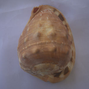 Cypraecassis Rufa Seashell Jewelry Tallado a mano Big Shell Motivo Rojo Tamaño 10-12cm - Product Image 6