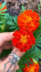 Pack Biologique <span class=keywords><strong>Mars</strong></span> pour Plantes Légumières et Fruitières Pot de Terrarium Écologique Design Suspendu Style Moderne pour Utilisation Intérieure et Extérieure - Product Image 6