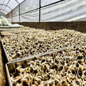 Capsules d'extrait de graines de Moringa certifiées HALAL de qualité supérieure Graines séchées de culture sauvage emballées sous vide - Product Image 5