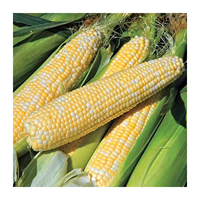 Maíz Amarillo Seco Brasileño Sin OMG para Consumo Animal y Humano, Maíz Glutinoso de Alta Calidad y Alto Contenido Proteico, Vida Útil de 2 Años