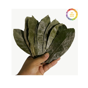 Hojas de Guanábana secadas al sol de ingrediente natural de Vietnam ideal para la producción de bebidas y negocios minoristas de té - Product Image 6