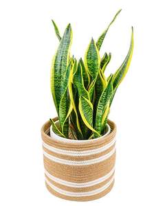 Jardinière en corde macramé contemporaine pour la décoration du salon, accessoires améliorant l'intérieur avec un accent sur les plantes vertes - Product Image 5