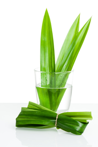 Feuilles de Pandan Naturelles pour Aromatiser les Desserts et les Boissons Haute Qualité à des Prix Compétitifs pour l'Exportation en 2024. - Product Image 3