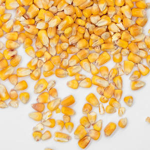 Maíz Amarillo Barato al por Mayor para Consumo Humano y Alimentación Animal, Maíz Dulce Amarillo Seco en Venta, Estilo Seco de la Mejor Calidad - Product Image 6