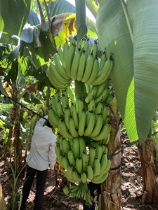 Bananes Cavendish Fraîches de Qualité Supérieure pour l'Exportation – Vente en Gros 99 Gold Data Vietnam – Prix Compétitif – Meilleures Ventes – Grade Premium 13kg - Product Image 6