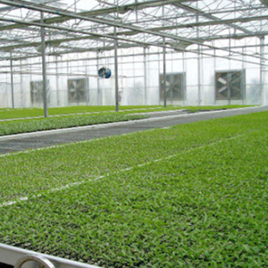 Single-span Agricultural forage grass Plastic Products Greenhouse Manufacturers Film <b>Tunnel</b> Greenhouse Hydroponic Green Houses - Product Image 6