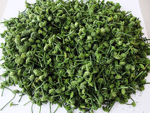 Vietnamese Supplier Dried Panax Pseudoginseng - Product Image 3