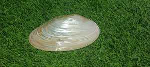 คอลเลกชั่นถาดไม้ใส่ขนมหวานทำด้วยมือพร้อมการฝังมุกของขวัญวันอีดมูบารักและเดือนรอมฎอนคารีมและของตกแต่งบ้าน - Product Image 2