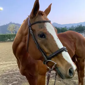 Best Selling Brown Western Saddle Halter Pet Equestrian Leather Horse Head Collar