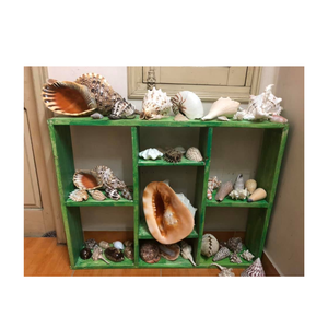 Fusinus Undatus White Shell-Coquillages océaniques à collectionner coquillages thème plage décor collection côtière en gros du Vietnam - Product Image 1