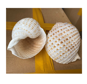 เปลือกหอยหัตถกรรม-เปลือกหอยจากธรรมชาติที่ไม่เหมือนใครจากเวียดนาม-ทำความสะอาดเปลือกหอยสำหรับงานฝีมือ - Product Image 2