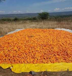 Grains de maïs jaunes biologiques sans OGM, maïs frais pour bébés, maïs jaunes non-OGM pour la consommation humaine - Product Image 5