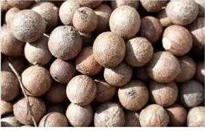 Nueces de Palma Tuercas de Palma de calidad Tuercas de núcleo de palma en - Product Image 4