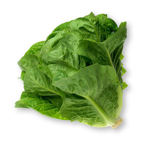 Lechuga de Tallo Fresco de Nueva Cosecha 2026, Lechuga Espárrago, Suministro de Fábrica, Precio Bajo, Venta al por Mayor a Granel, Calidad de Exportación - Product Image 6