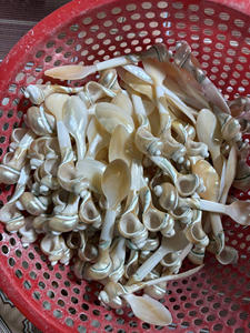ช้อนหอยมุกช้อนทะเลเพื่อการส่งออกและขายต่อ - Product Image 6