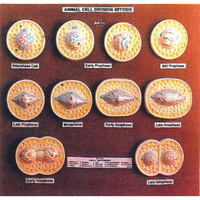 División celular animal, mitosis, una parte del ciclo celular en el que los cromosomas replicados se dividen en dos núcleos nuevos.