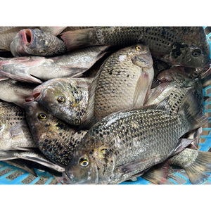 Poisson Tilapia rouge congelé |   Tilapia rouge en gros |   Production Y Élevage de Tilapia |   Exportateur - Product Image 5