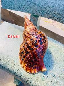 Trompeta Tritón Grande, Concha Marina, Concha Tritón, Concha Trompeta Tritón, Concha Charonia tritonis, Calidad de Exportación - Product Image 4